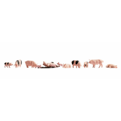 COCHONS