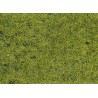 FIBRE HERBE VERT FORÊT