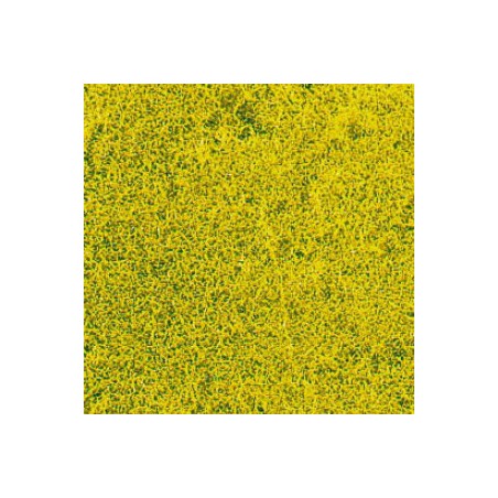HERBES DE PRAIRIE fleur de colza