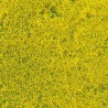 HERBES DE PRAIRIE fleur de colza