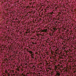 FLEURS LILAS