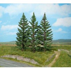 ÉPICEAS DE MONTAGNE