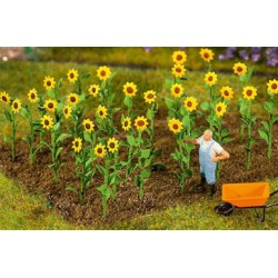 16 PLANTS DE TOURNESOL