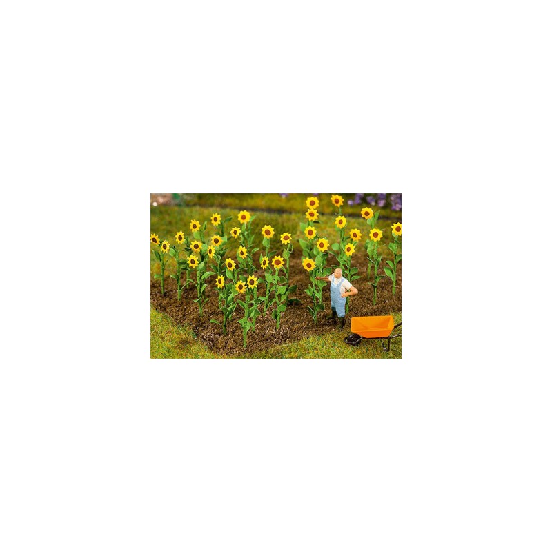 16 PLANTS DE TOURNESOL