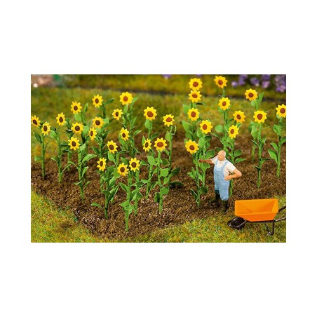 16 PLANTS DE TOURNESOL