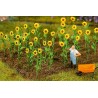 16 PLANTS DE TOURNESOL