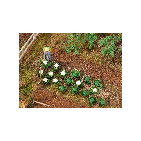 10 PLANTS DE CHOUX-FLEURS