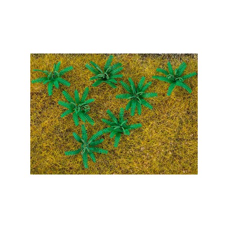 12 PLANTS DE FOUGÈRE