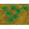 12 PLANTS DE FOUGÈRE