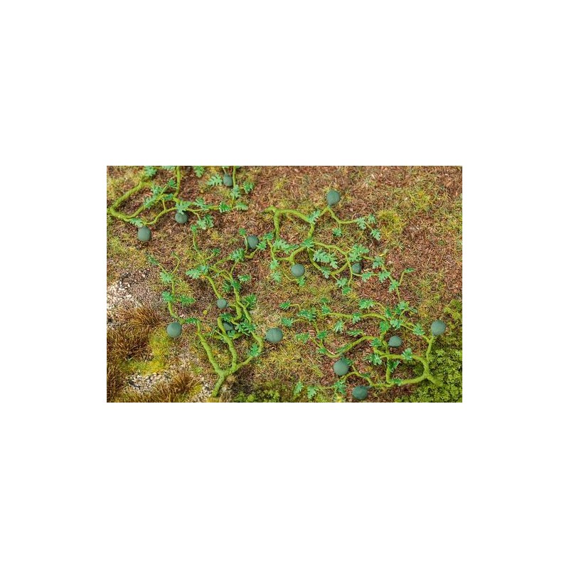 6 PLANTS DE PASTÈQUES