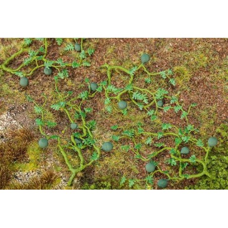 6 PLANTS DE PASTÈQUES