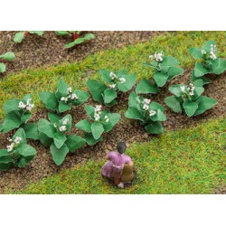 14 PLANTS DE TABAC