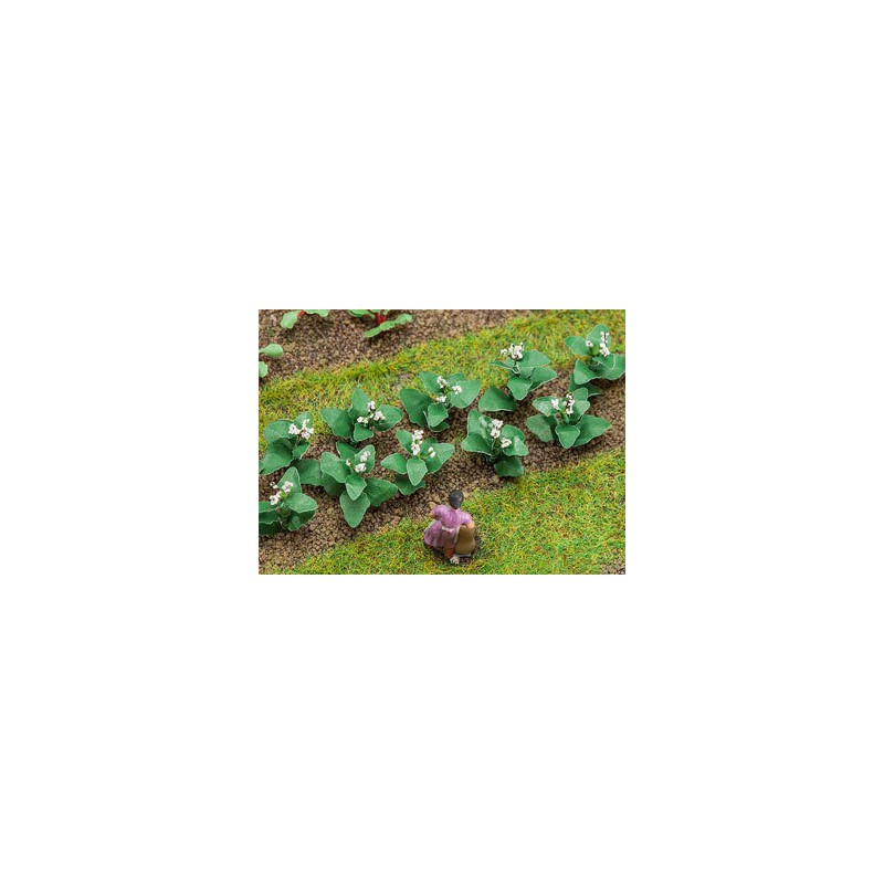 14 PLANTS DE TABAC