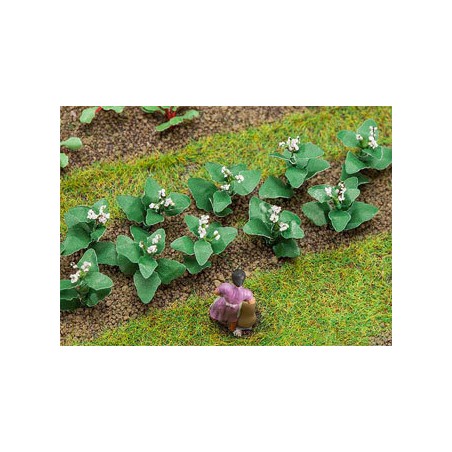 14 PLANTS DE TABAC