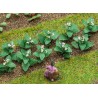 14 PLANTS DE TABAC