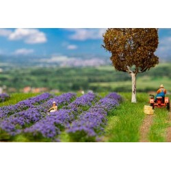 CHAMP DE LAVANDE
