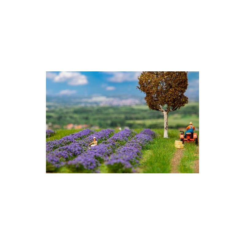 CHAMP DE LAVANDE