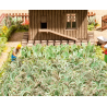 POTAGER