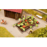 8 PLANTS DE POTIRON