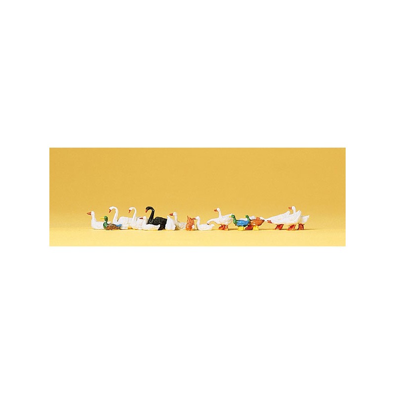 CANARD,OIES,CYGNES