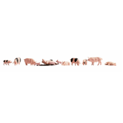 COCHONS