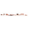 COCHONS