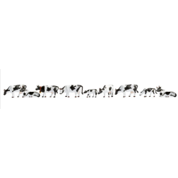 VACHES